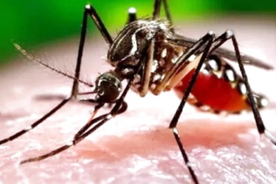 For the First Time, Indian Scientists May Come up With a Dengue DNA Vaccine: Report