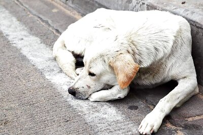 SC to commence final hearing on pleas challenging stray dogs' culling