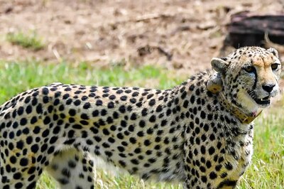 'Tamed Like Dogs', 'Killed for Rs 6', Climate Change: Why Cheetahs Became Extinct In India