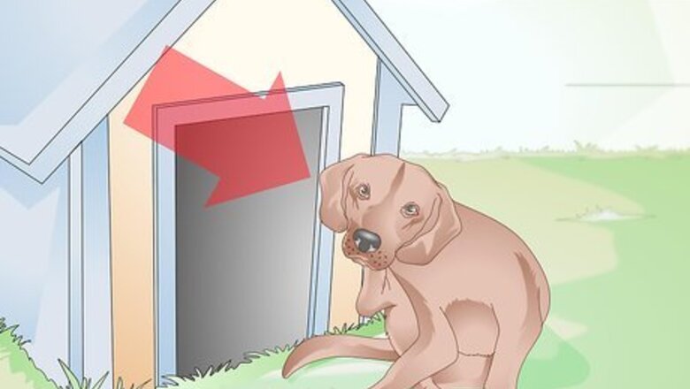 How to Identify Canine Ear Mites