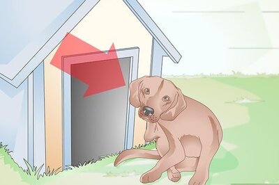 How to Identify Canine Ear Mites