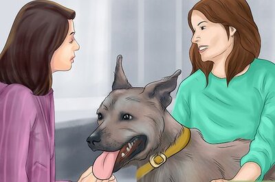 How to Feel Comfortable Around Big Dogs