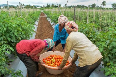 Pune Farmer Becomes Millionaire Amid Rising Tomato Prices, Earns Rs 3 Cr in One Month