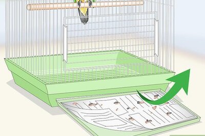 How to Clean a Caique Parrot Cage