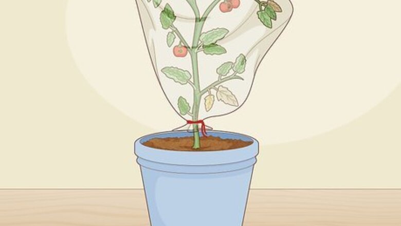 How to Treat Tomato Leaf Curl Virus