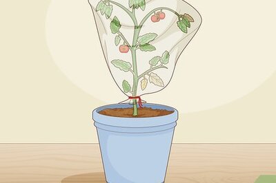 How to Treat Tomato Leaf Curl Virus