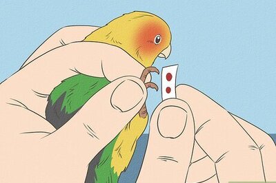 How to Tell the Sex of a Lovebird