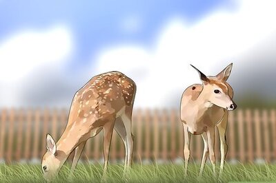 How to Build a Deer Fence