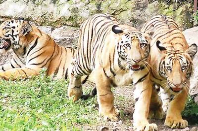 Tiger tourism ban: SC to decide on ruling today