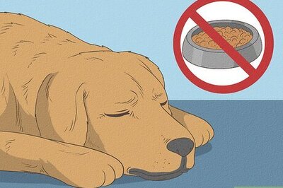 How to Cure a Dog's Stomach Ache