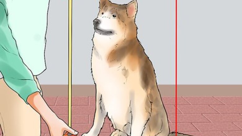 How to Buy a Dog Stroller