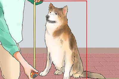 How to Buy a Dog Stroller