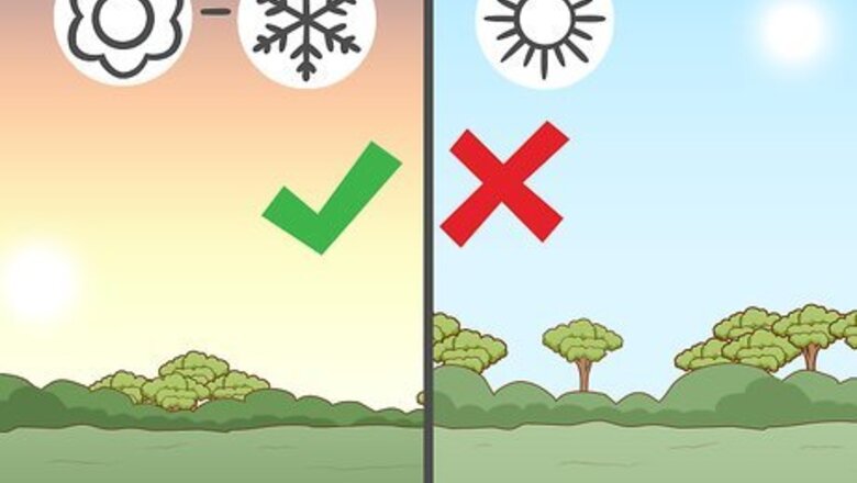 How to Grow Romaine Lettuce