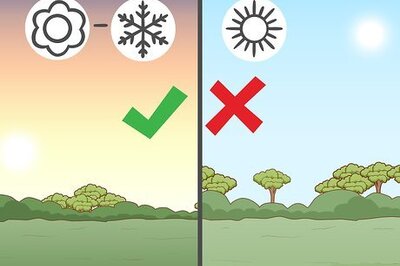 How to Grow Romaine Lettuce