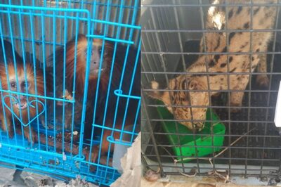 140 Exotic Animals, Birds Rescued from Mizoram's Champhai; Myanmar Coup to Blame? News18 Explains