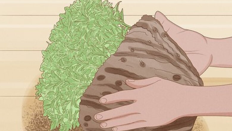 How to Care for Mums