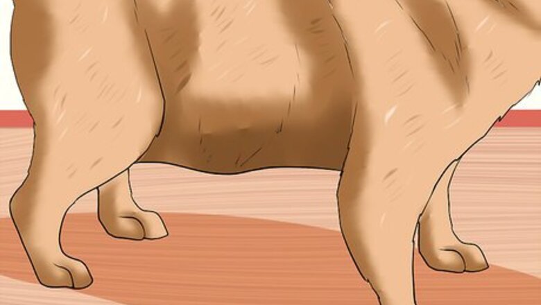 How to Treat Ascarids in Dogs