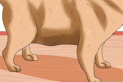 How to Treat Ascarids in Dogs