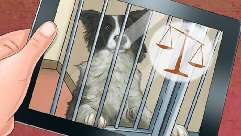 How to Adopt Out a Shy Dog