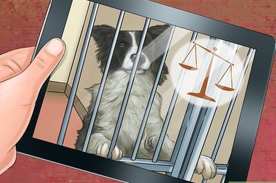 How to Adopt Out a Shy Dog