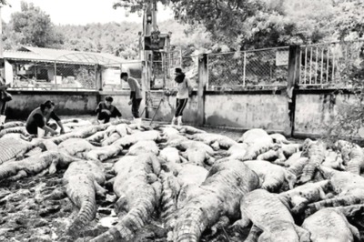 Typhoon Yagi Forces Crocodile Farmer To Electrocute 125 Reptiles In Thailand