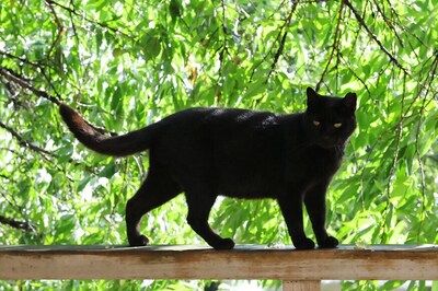 Black Cats in UK Being Shunned for Not Looking Good in Selfies