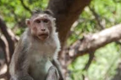 Thailand Town Fed Up With Monkey Menace Uses Bait Cages To Lock Them Up
