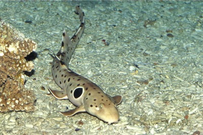 Climate Change Is Making Baby Sharks Smaller, Undernourished And Exhausted