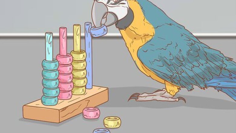 How to Keep a Macaw Occupied