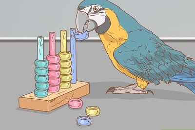 How to Keep a Macaw Occupied