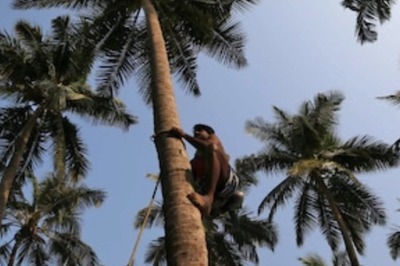 Karnataka: Man Dies Of Heart Attack Sitting Atop A 50-Feet-High Coconut Tree