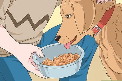 How to Reduce the Risk of Breeding Cleft Palate Puppies