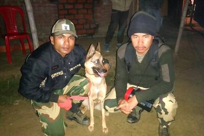 Sniffer Dog Quarmy Traces Weapons Hid Inside Kaziranga Pond, Helps Nab Suspected Rhino Poacher