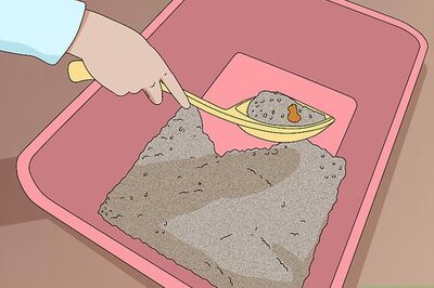 How to Keep Cats Away from Sandboxes