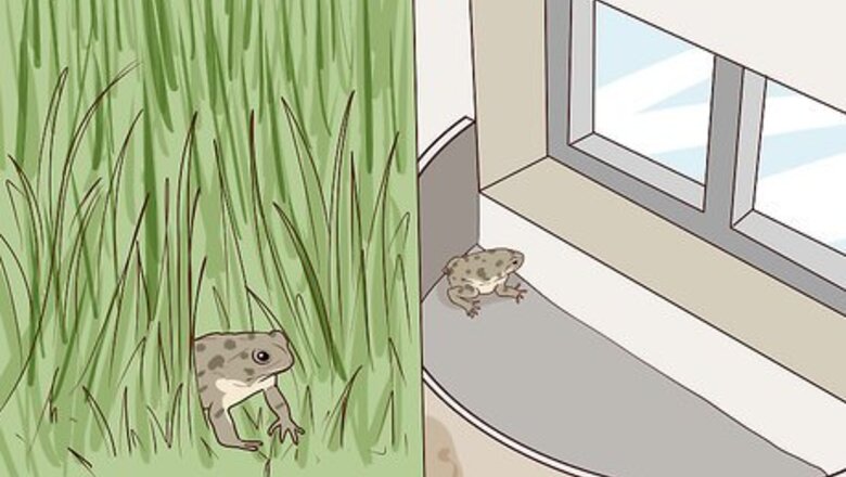 How to Find Toads