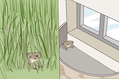 How to Find Toads
