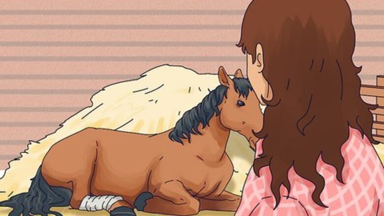 How to Hand Walk an Injured Horse