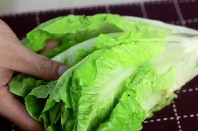How to Keep Lettuce Crisp