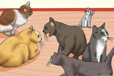 How to Spot the Signs of Cat Abuse