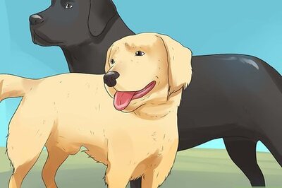How to Train Your Dog to Hunt
