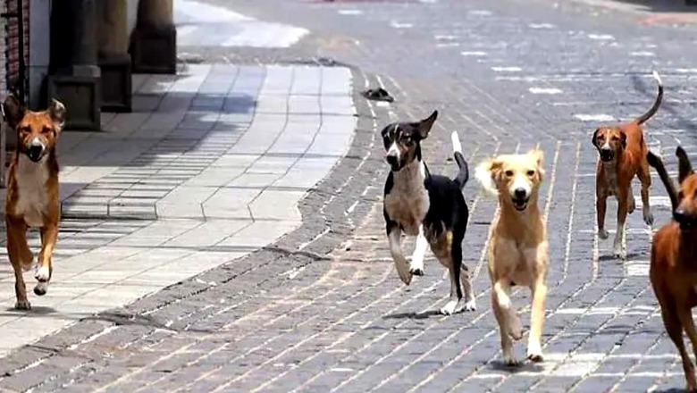 Two Families Assaulted Over Dogs In Separate Incidents In Navi Mumbai
