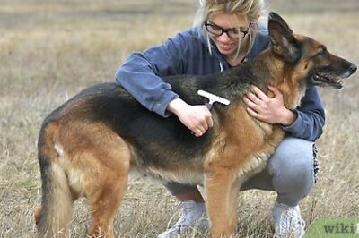 How to Groom a German Shepherd