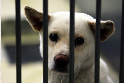 16 Puppies Found Dead at Kolkata’s NRS Hospital, Suspects Believe to be Nursing Students