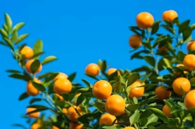 Want To Grow Fruits At Home? Know What Vastu Expert Thinks About It