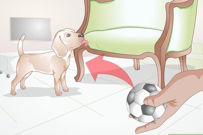 How to Stop a Dog from Licking Everything