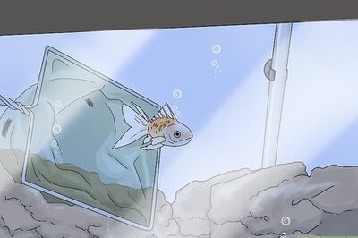 How to Tell if Your Fish Is Dead