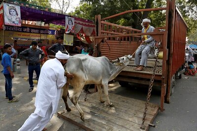 Despite Photographs, Authorities Deny Violation of Cattle Transport Rules