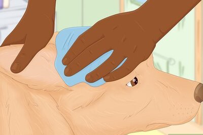 How to Treat Fever in Dogs