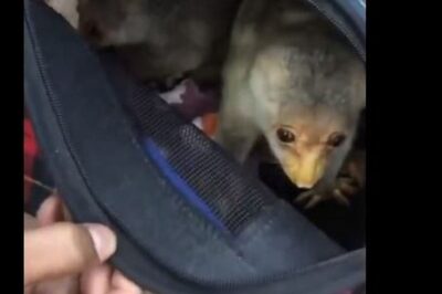 5 Exotic Animals Smuggled from Thailand Found in Check-In Baggage at Chennai Airport | Watch