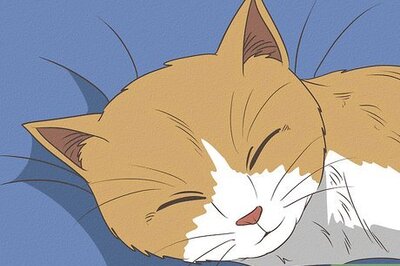 How to Put a Hyper Kitten to Sleep